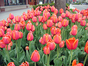 Flowers at Old Orchard